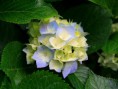 /album/fotogalerie-fotogalerie/hydrangeas-jpg/