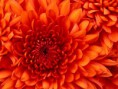 /album/fotogalerie-fotogalerie/chrysanthemum-jpg/