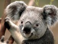 /album/fotogalerie-fotogalerie/koala-jpg/